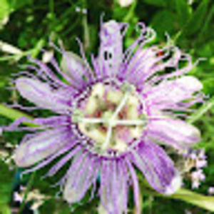 Meet your Posher, Cindy sue